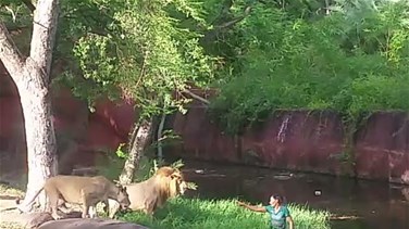 [VIDEO] Shocking Moment Drunk Man Jumps Into Lion Enclosure Only To Shake Hands