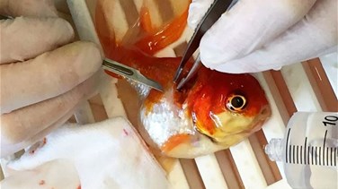 [PHOTOS] Nemo the Goldfish Undergoes Operation to Have Tumor Removed