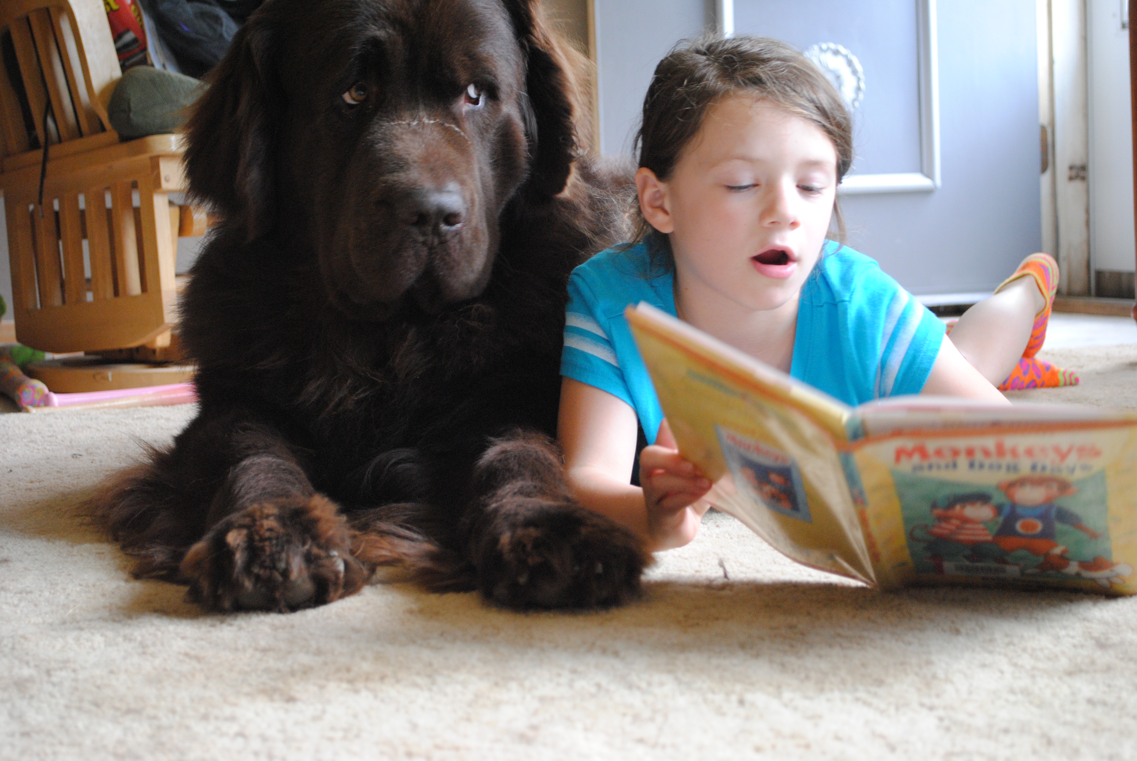 Why Do Large Dogs Tend To Be More Gentle Why Do Large Dogs Tend To Be More Gentle
