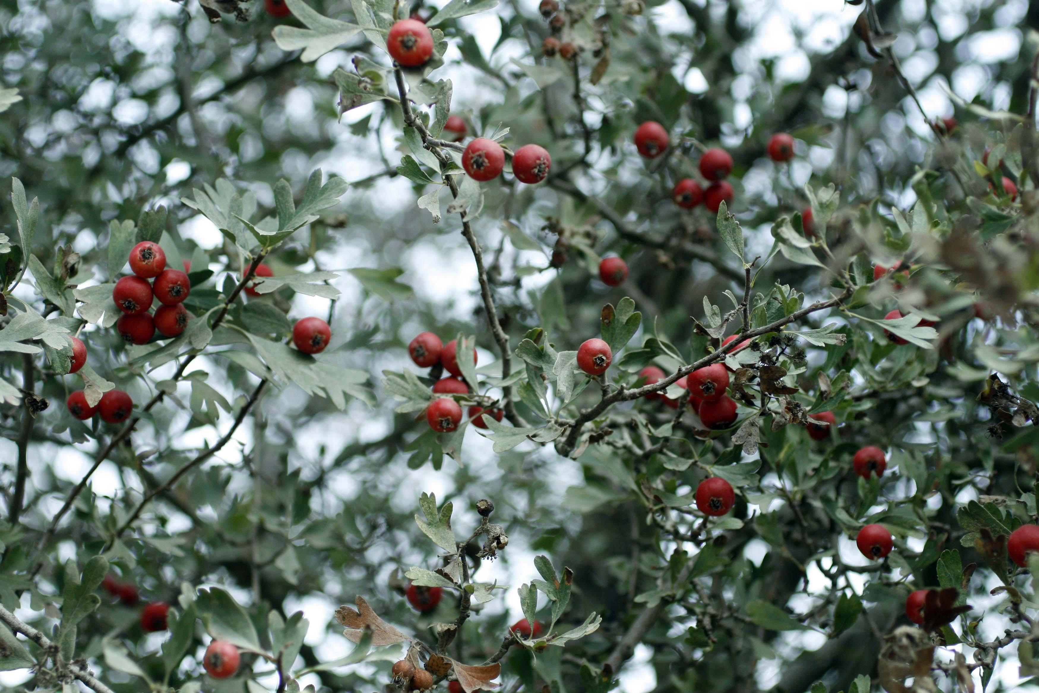 These Herbs Will Protect You From Heart Diseases - Lebanon