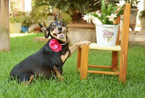 [PHOTOS] Pregnant Dog Poses for Photoshoot - Lebanon - Lebanon