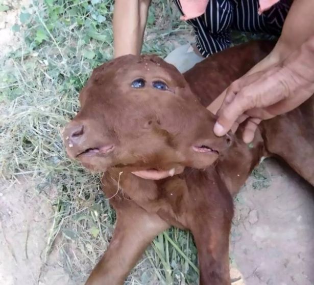 عجل وُلد بأربعة عيون ووجهين