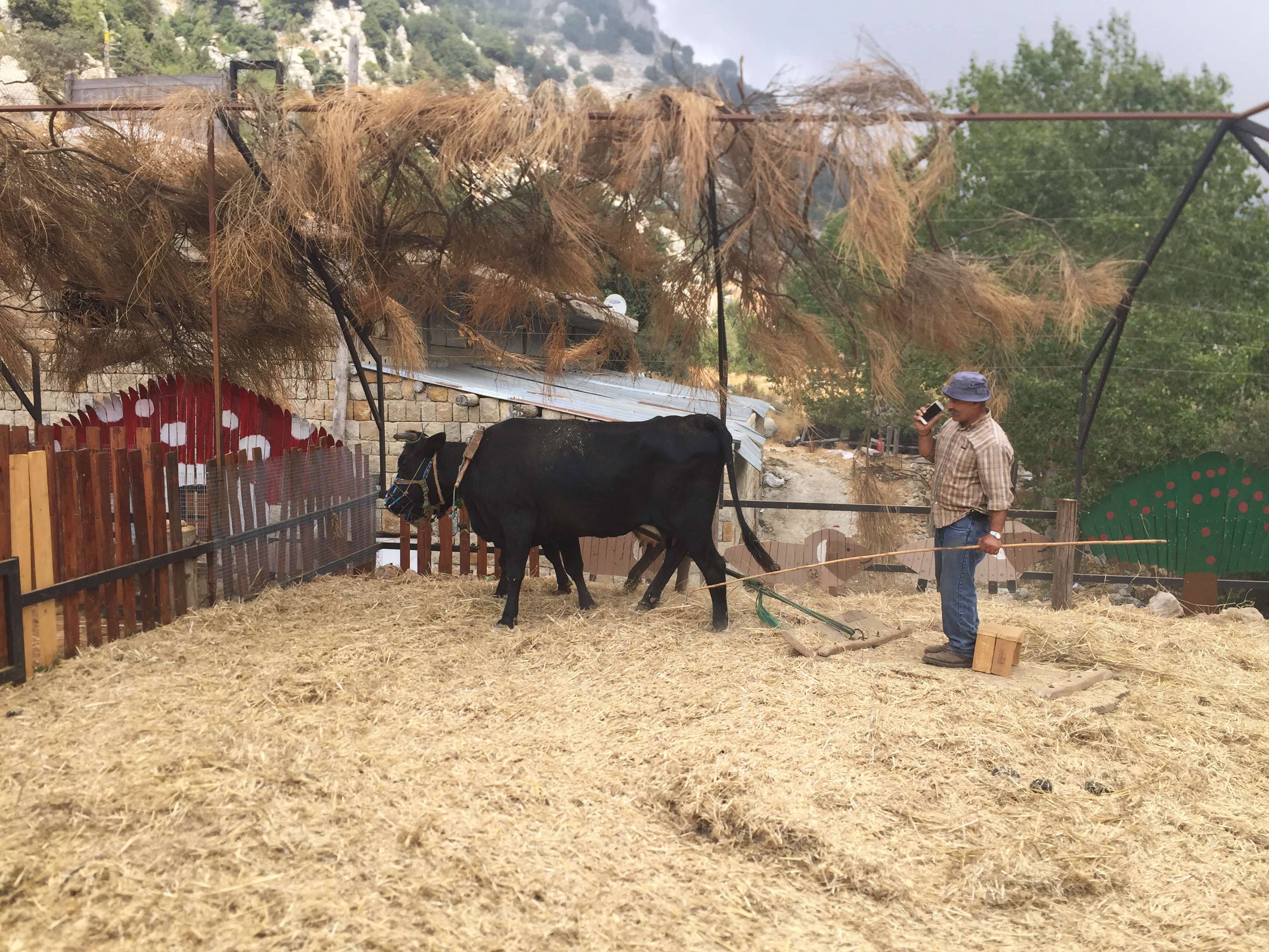 Lebanon News, Breaking News بالصورة... البقرة والخليوي والحاجة المشتركة