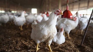 Lebanon News - نقابة الدواجن تطلق نداء إستغاثة: أوقفوا استيراد الدجاج المجلد وسدّدوا مستحقاتنا