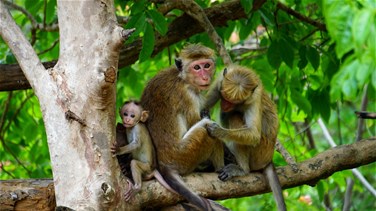 Lebanon News - بسبب فيروس الجدري... منظمة الصحة العالمية تستنكر الهجمات ضدّ القردة في البرازيل