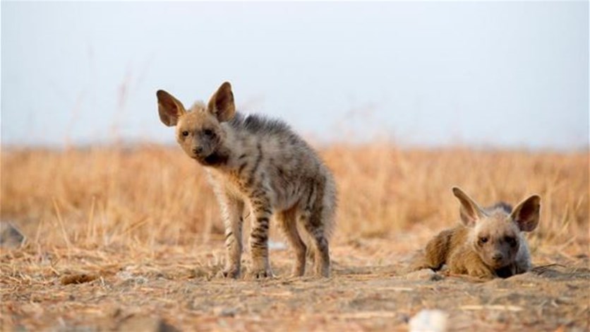 Heroic Hyena Clan Kills Human Intruders, Declines Selfie - Lebanon News Heroic Hyena Clan Kills Human Intruders, Declines Selfie - Lebanon News