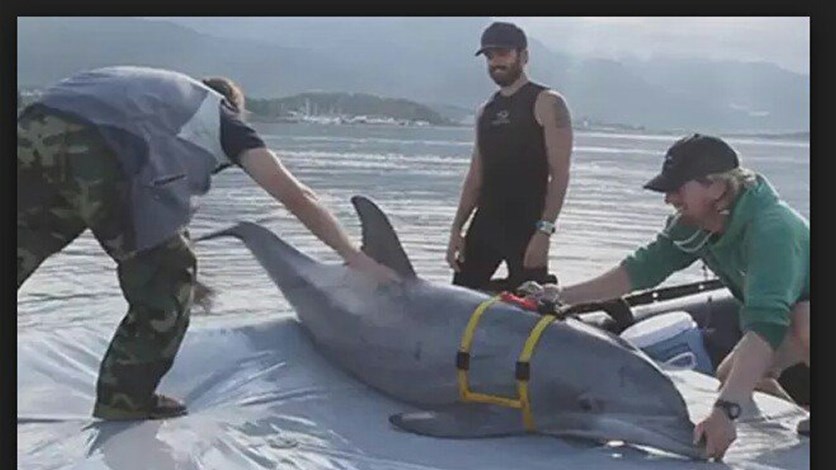 اسرائيل تدرّب الدلافين لإكتشاف غواصي حزب الله وحماس