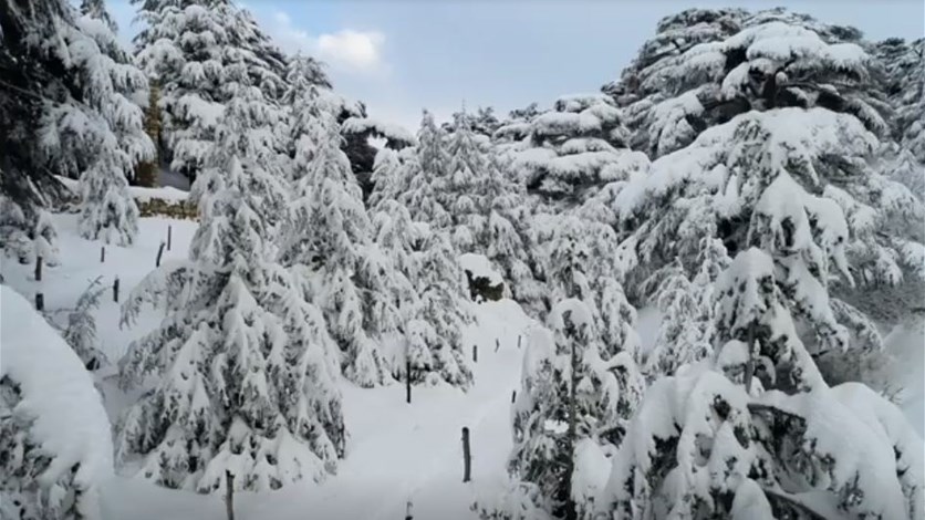 غابة أرز الرب تلبس الثوب الأبيض ومشاهد خلا بة من الجو فيديو Lebanon News