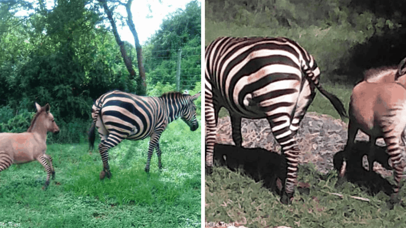 من تزاوج نادر ولادة Zonkey ملفتة للنظر في كينيا فيديو Lebanon News