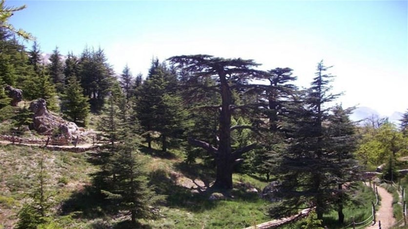 فتح أبواب محمية غابة الأرز طيلة أيام الأسبوع Lebanon News