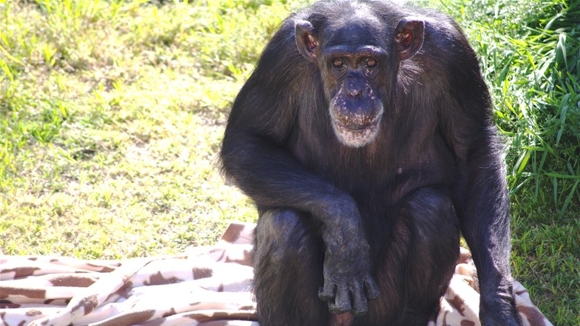 chimpanzee penis chimpanzee penis