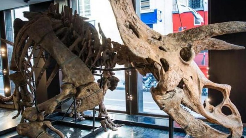 بيغ جون... أكبر ديناصور ثلاثي القرون معروف يباع في مزاد علني بباريس -  Lebanon News