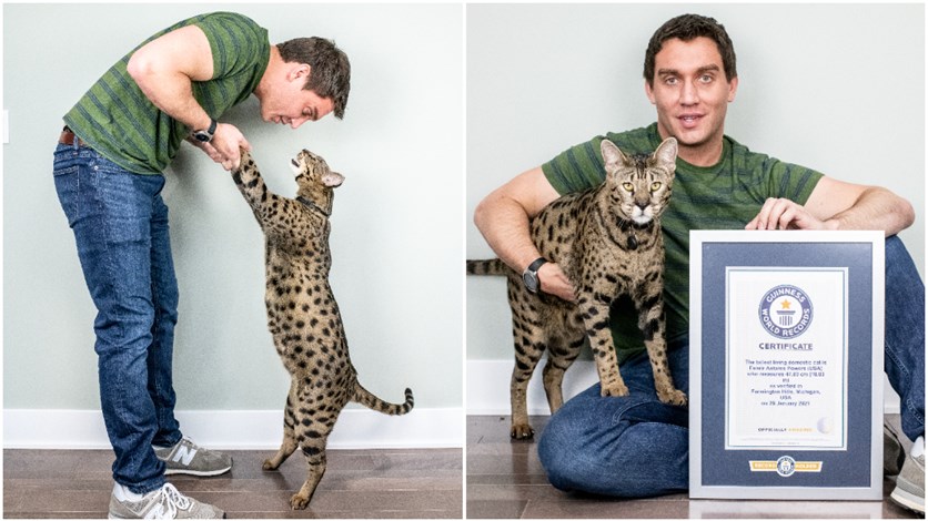 Michigan Mans Cat Officially Named Tallest In The World Lebanon 58-best-images-cute-baby-savannah-cat-11-cat-sounds-and-what-they