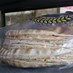 Popular News - Will the country face another bread crisis?-[REPORT]