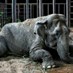 Lebanon News - عمره 12 ألف عام... علماء يكتشفون بقايا فيل منقرض في تشيلي