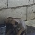 Lebanon News - مجزرة جديدة بحق الكلاب في بحمدون: تسميم لا رحمة