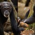 Lastest News - "فانا"...نفوق أكبر شمبانزي في غينيا عن 71 عاماً