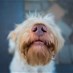 Popular News - دراسة جديدة... هكذا تلاحظ الكلاب التوتر لدى الإنسان