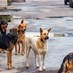 Lastest News - الكلاب الشاردة تغزو الشوارع... (الأخبار)