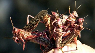 Locusts join larvae on EU's list of approved food