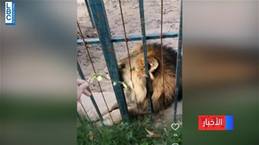 Three-old boy attacked by a zoo lioness in Lebanon-[REPORT]