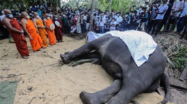 نفوق "أقدس" فيل في سريلنكا... والرئيس يأمر بتحنيطه...