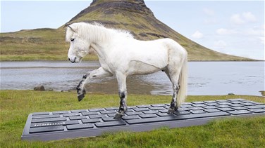 لمن يرغب في الاستمتاع بعطلته... خيول أيسلندية تتولى الردّ على الرسائل الإلكترونية! 	