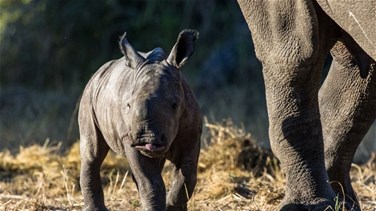 Lebanon News - بعد 40 عاماً من انقراضه محليا... وحيد القرن يعود إلى موزامبيق