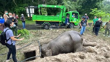 عمليّة إنقاذ مثيرة لأنثى فيل ورضيعها سقطا في حفرة بتايلاند...