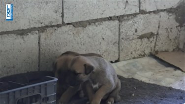 Popular Videos - مجزرة جديدة بحق الكلاب في بحمدون: تسميم لا رحمة