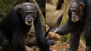 "فانا"...نفوق أكبر شمبانزي في غينيا عن 71 عاماً