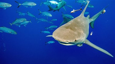 قرار "تاريخي" حول سمك القرش المهدد بالانقراض... ماذا جاء فيه؟