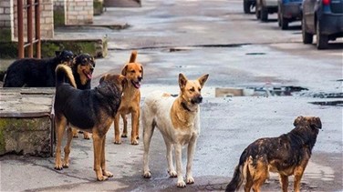 Related News - الكلاب الشاردة تغزو الشوارع... (الأخبار)