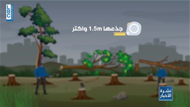 Popular Videos - شجر اللزاب المعمّر في جرود لبنان بات هدف عصابات تجارية تقطع ولا ترحم!