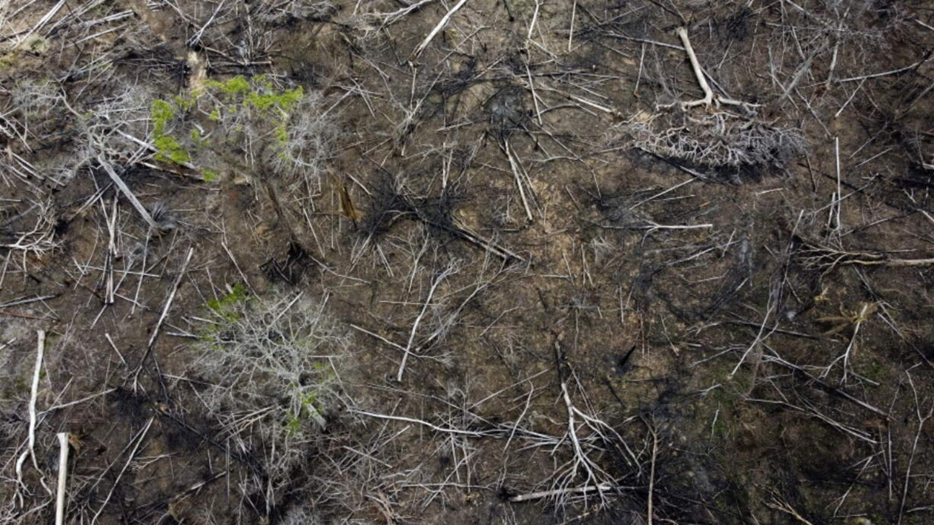 Brazil’s new president works to reverse Amazon deforestation
