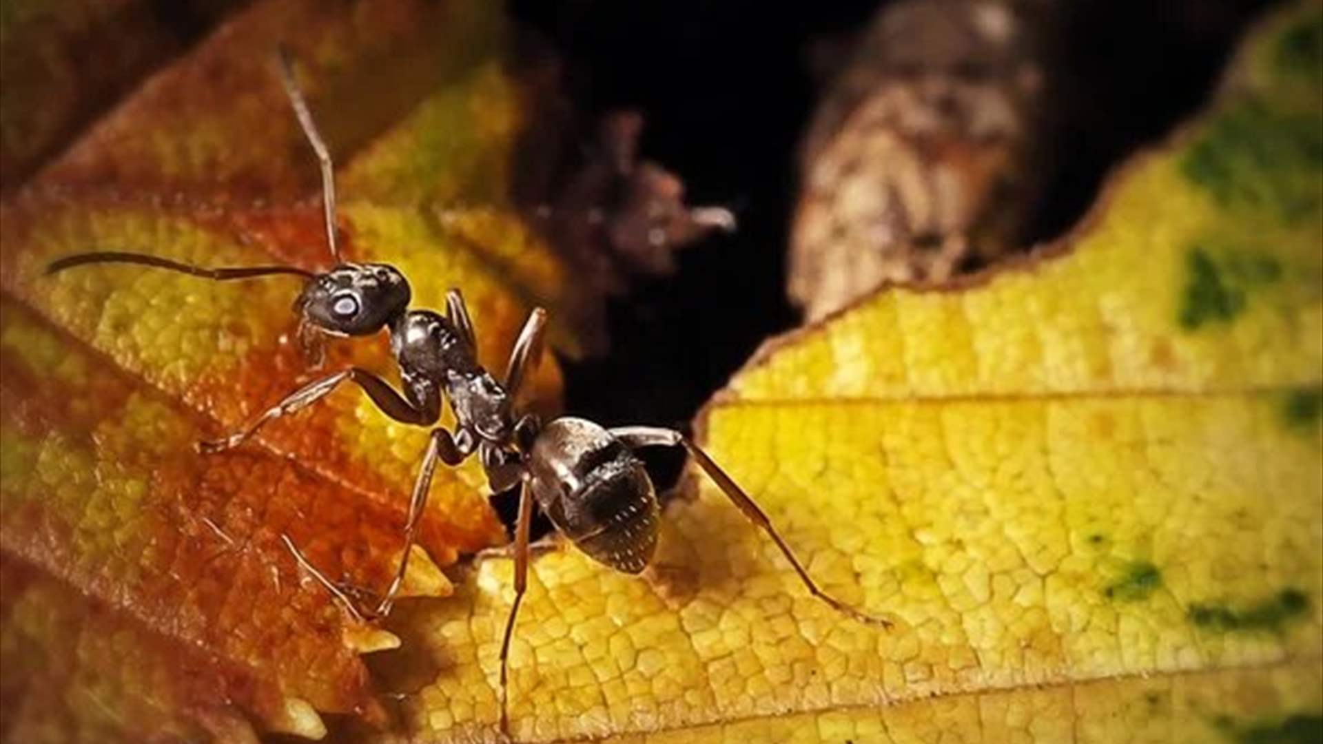 &quot;شم السرطان&quot;.. علماء يكتشفون قدرة غريبة للنمل!