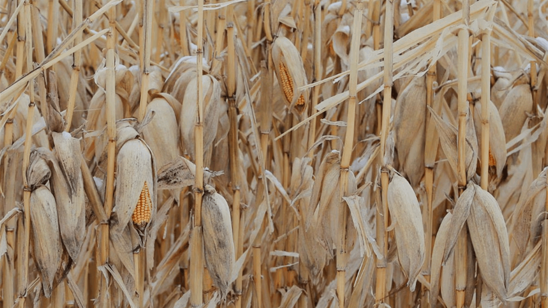 US Energy Department to allocate $118 mln to biofuels projects