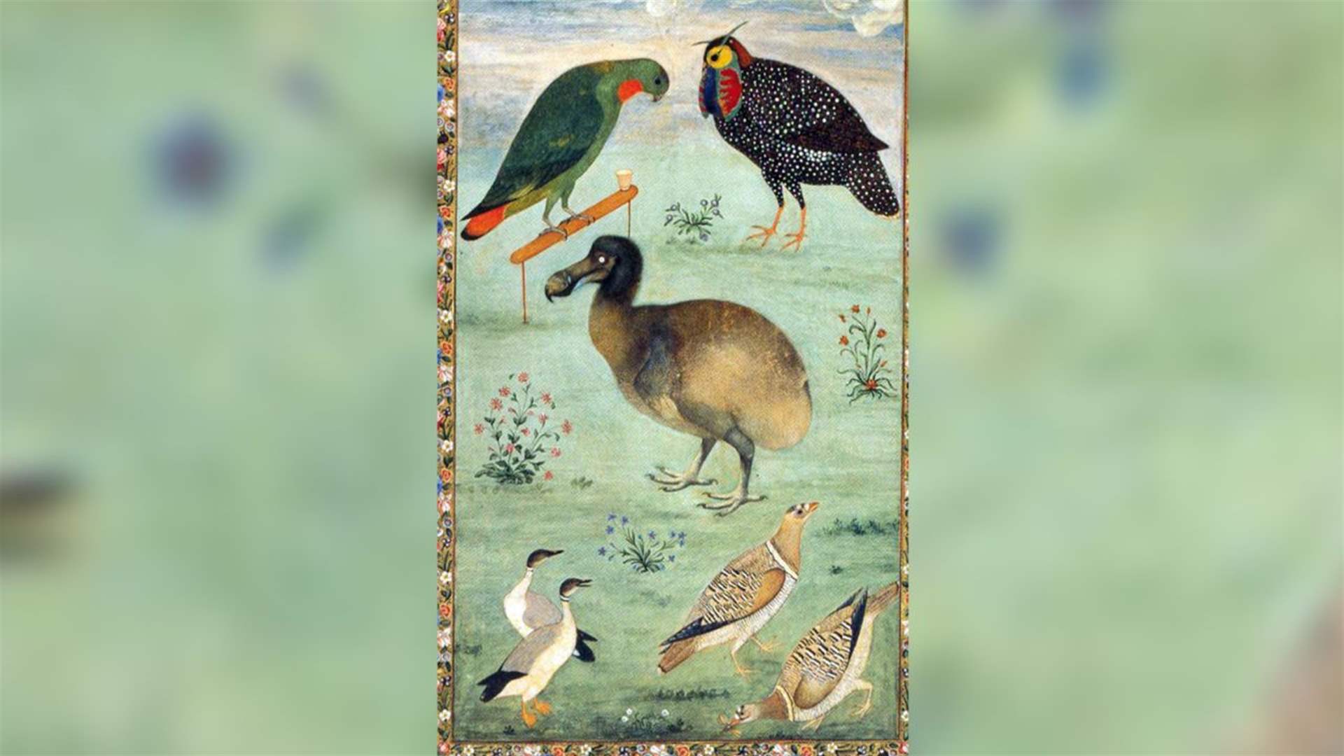 انقرض منذ القرن الـ17... العلماء يخططون لإعادة إحياء طائر الدودو