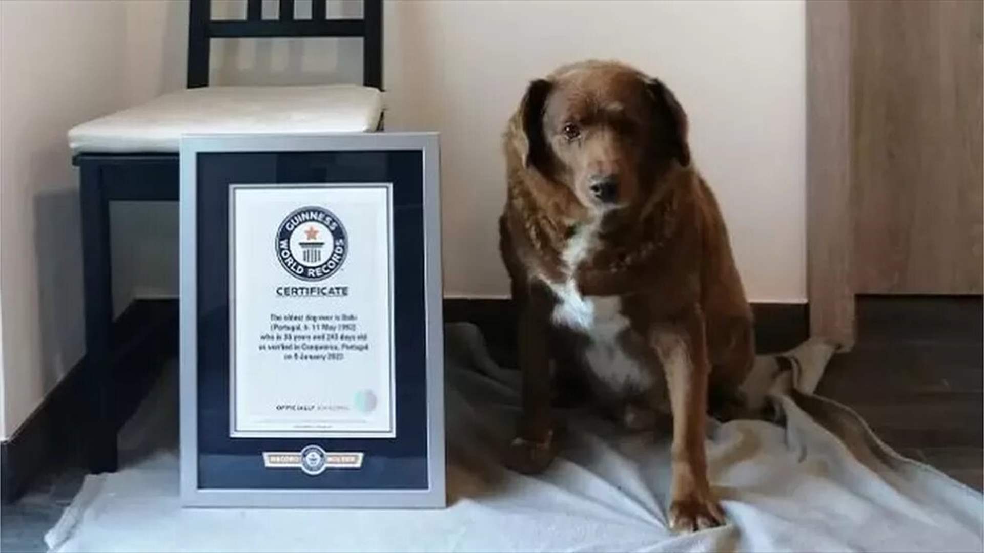 &quot;بوبي&quot; يحطم الرقم القياسي العالمي لأكبر كلب على الإطلاق في غينيس