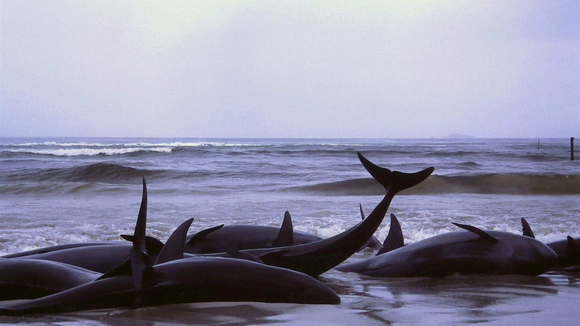 Cyprus probes washed up dead whales, earthquake link possible