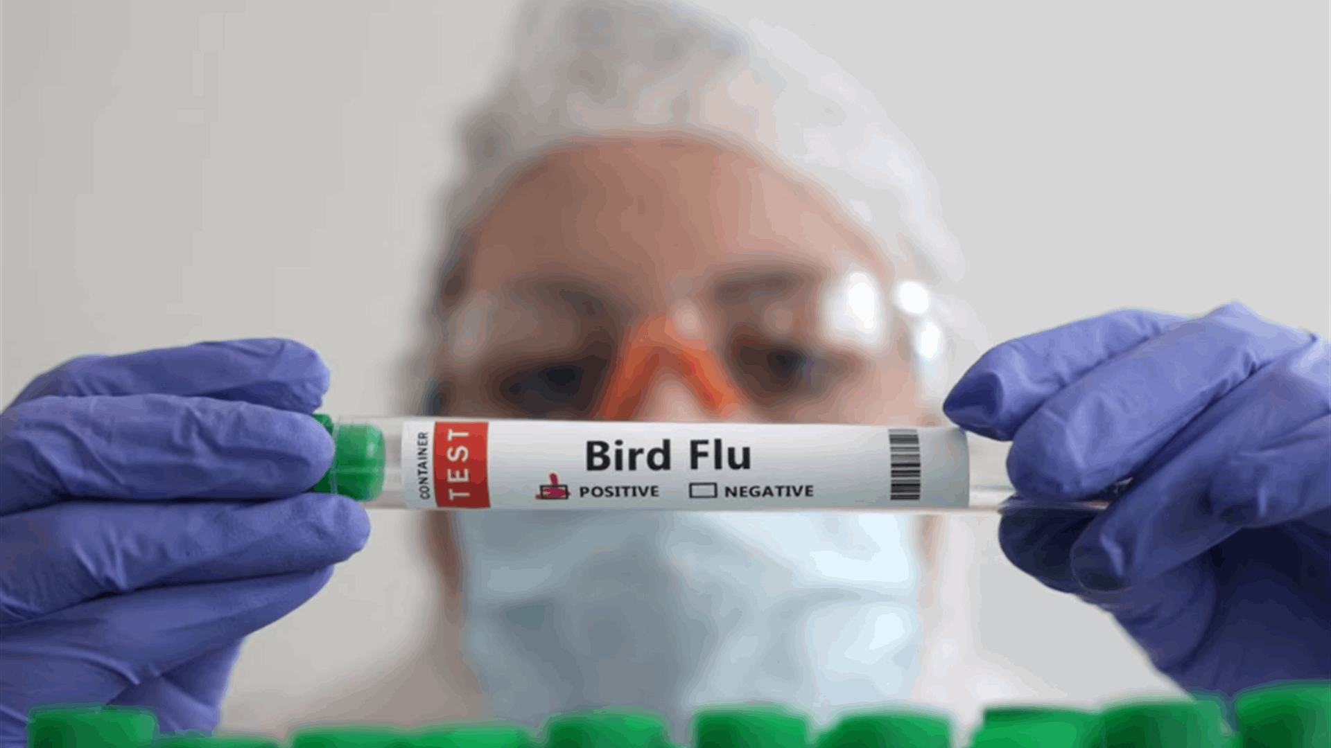 Bird flu: what are the risks to people and animals?