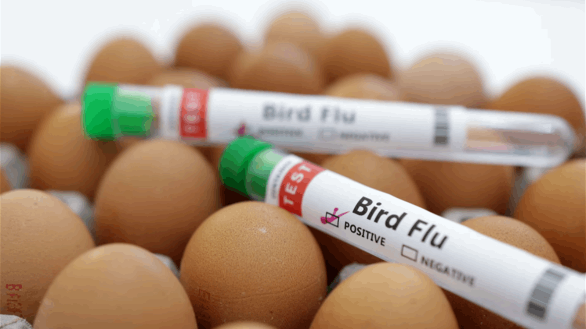 Bird flu spreads to new countries, threatens non-stop "war" on poultry