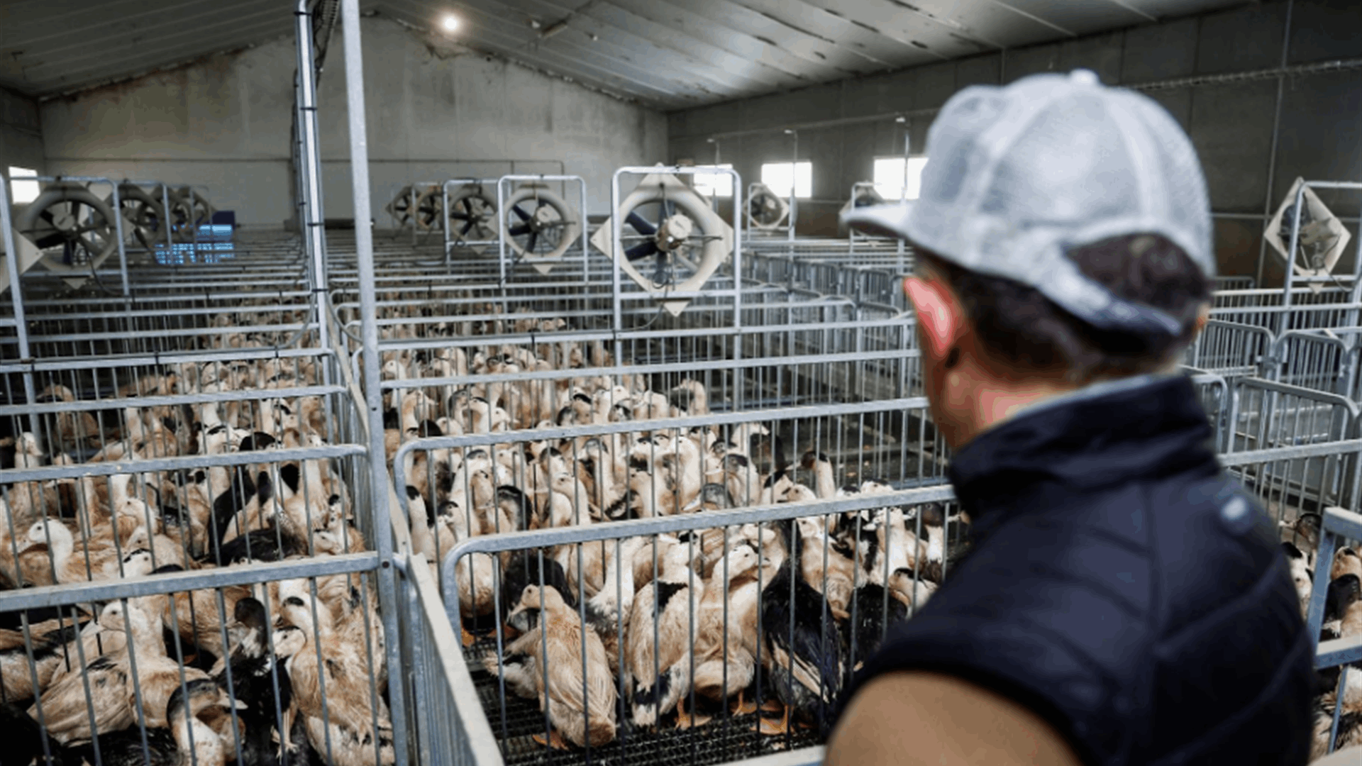 Bird flu alarm drives world towards once-shunned vaccines