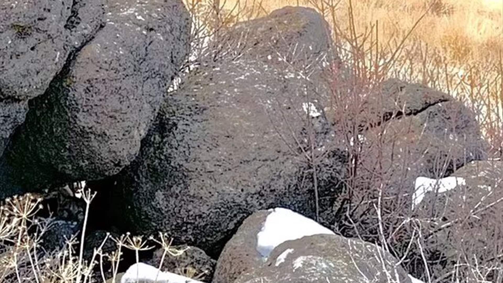 هل يمكنكم العثور على الأسد المفترس في هذه الصورة؟