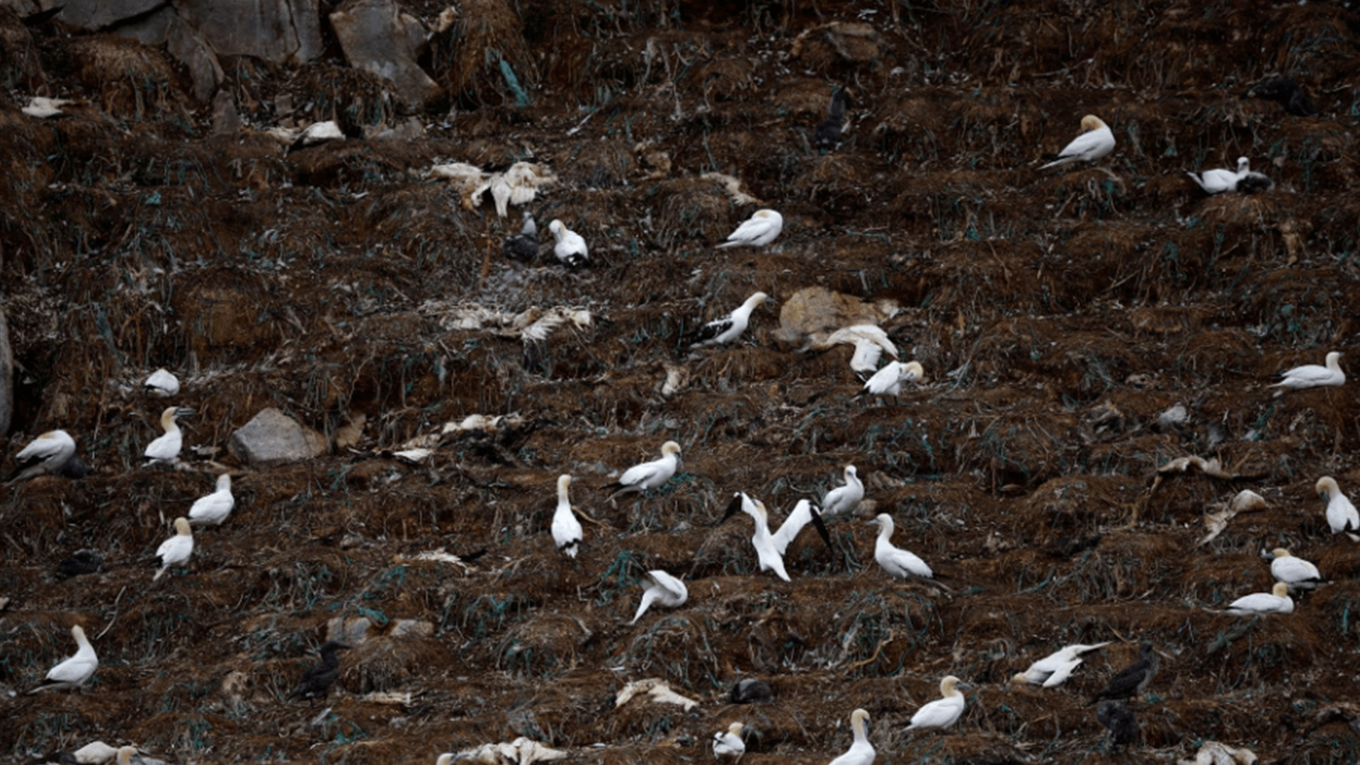 Why public health officials are not panicked about bird flu