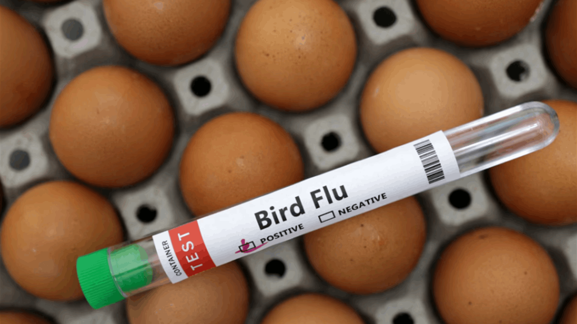 Bird flu situation worrying, WHO working with Cambodia Lebanon News
