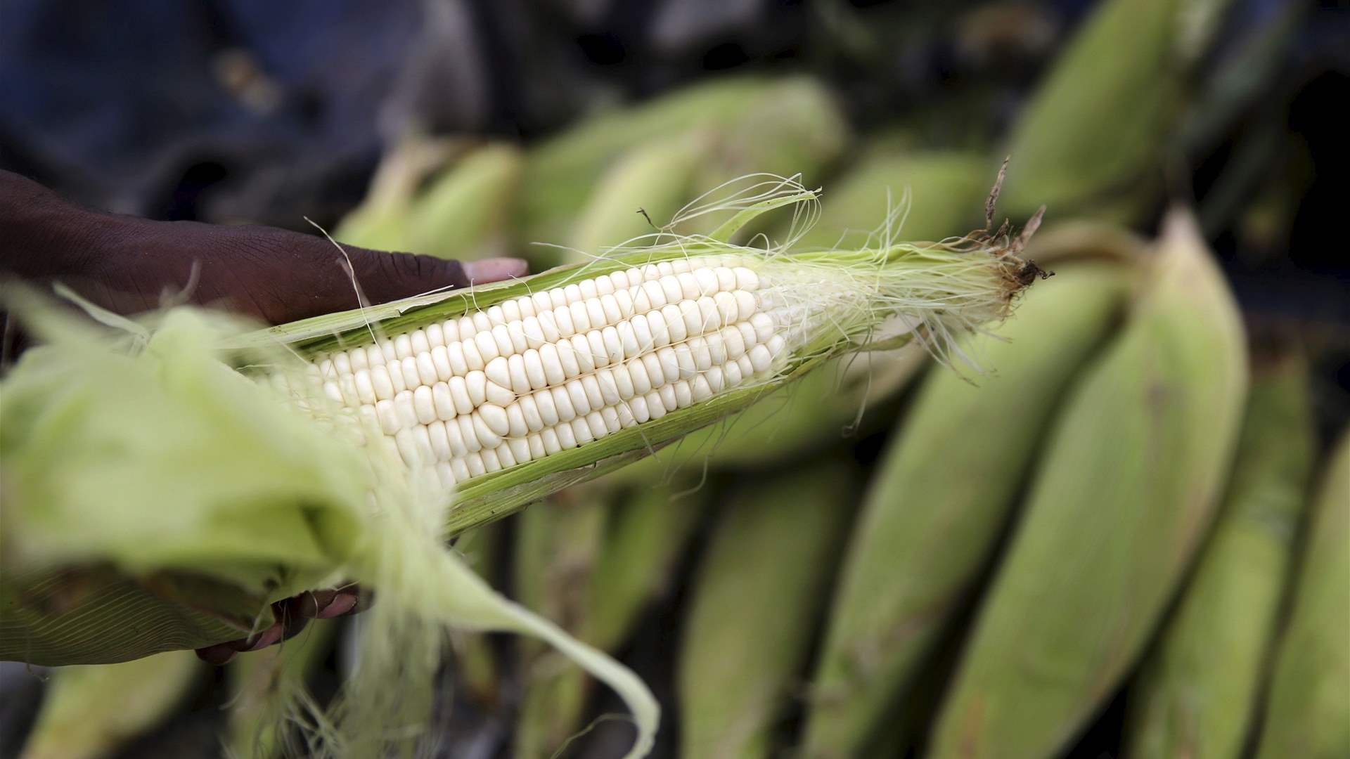 South Africa's 2023 maize harvest seen flat