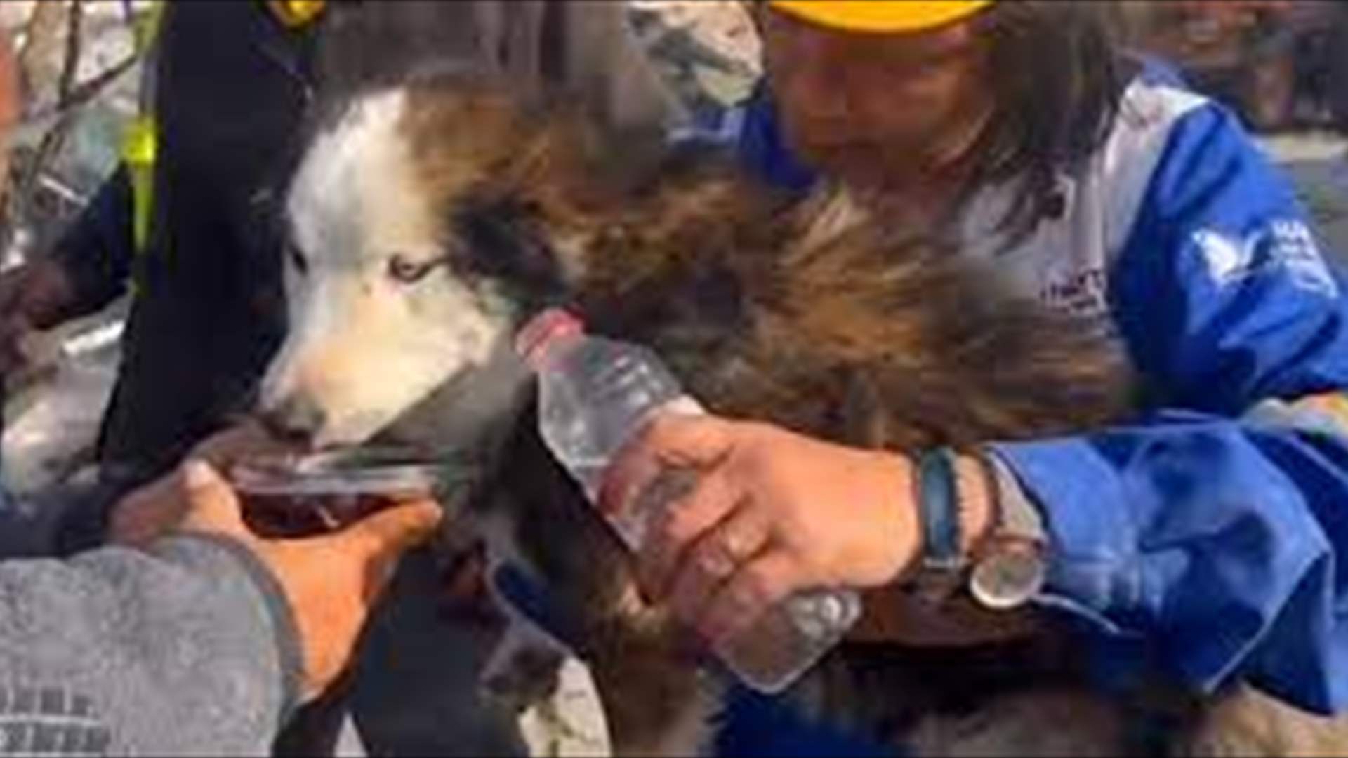 بعد 23 يوماً على الزلزال... انتشال كلب من تحت الأنقاض في أنطاكية 