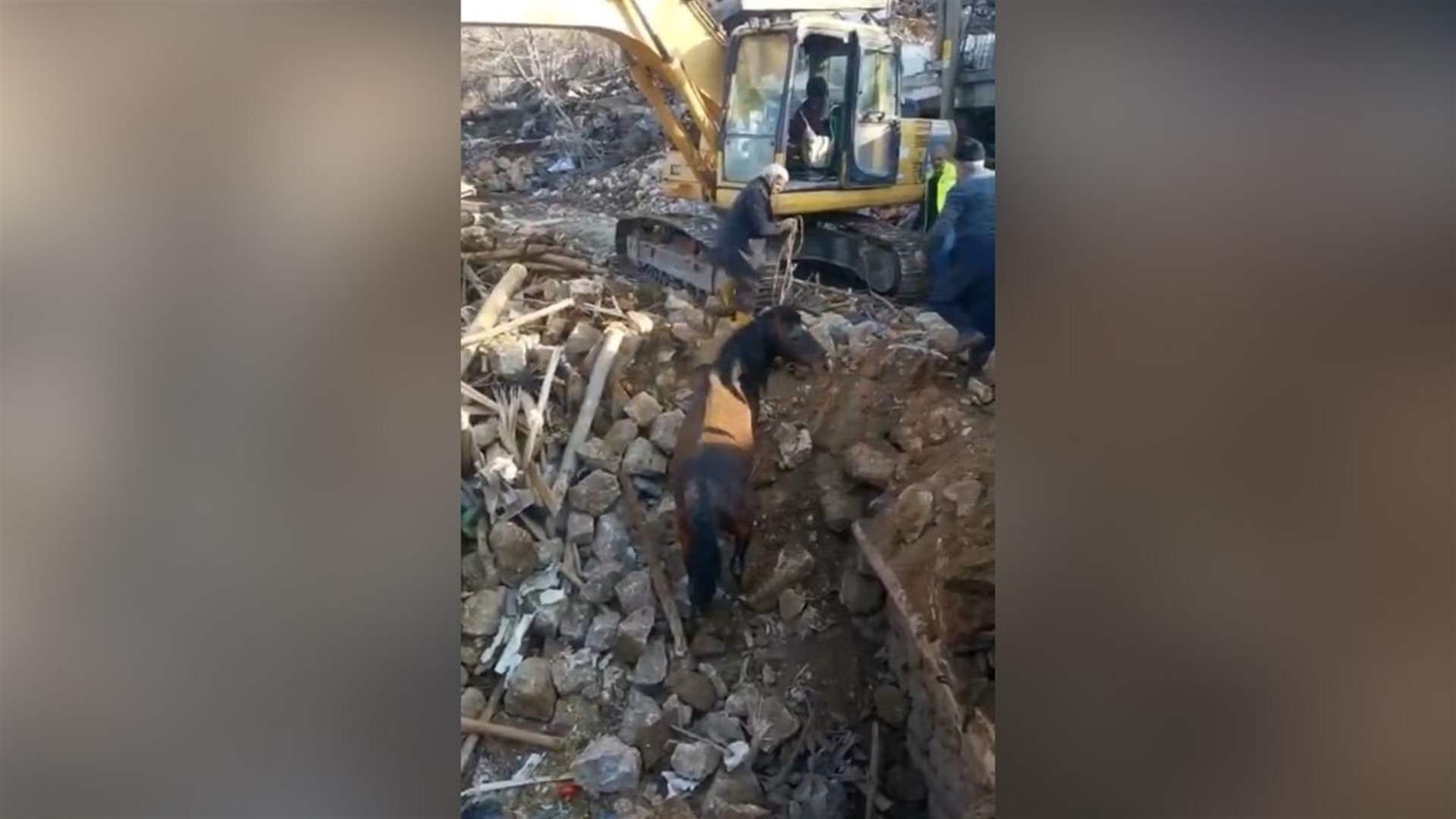 إنقاذ حصان من تحت الأنقاض في تركيا بعد 21 يومًا على وقوع الزلزال... وفيديو يوثّق المشهد