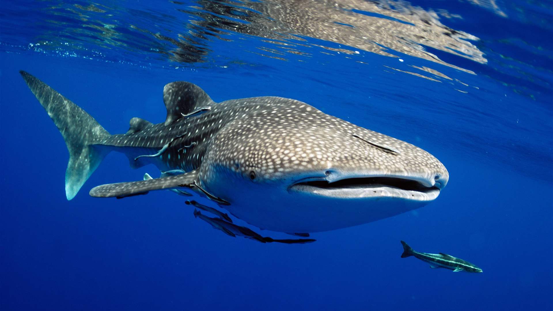 Nations secure UN global high seas biodiversity pact